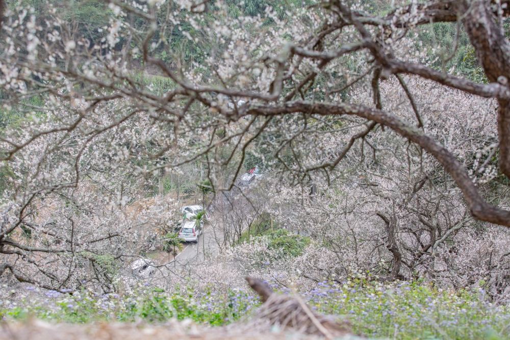 南投/國姓。九份二山「九尖茶廠梅園」｜滿山梅花鋪展、走進冬末春初的白色山景，提供餐點與咖啡小歇