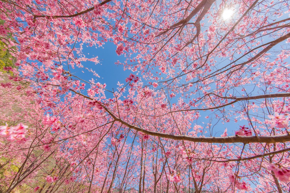 新竹/尖石・司馬庫斯櫻花季｜走進上帝的部落，訂房、車輛通行證怎麼申請？一日遊與二天一夜實際比較