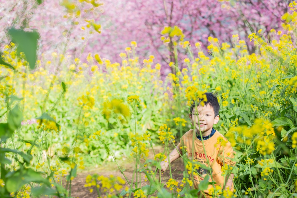新竹/尖石．泰崗部落櫻花秘境「財伯觀光果園」 | 粉紅昭和櫻與金黃油菜花交織的絕美花海、收藏全台最浪漫的「雙色漸層」