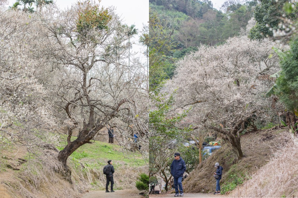 南投/國姓。九份二山「九尖茶廠梅園」｜滿山梅花鋪展、走進冬末春初的白色山景，提供餐點與咖啡小歇