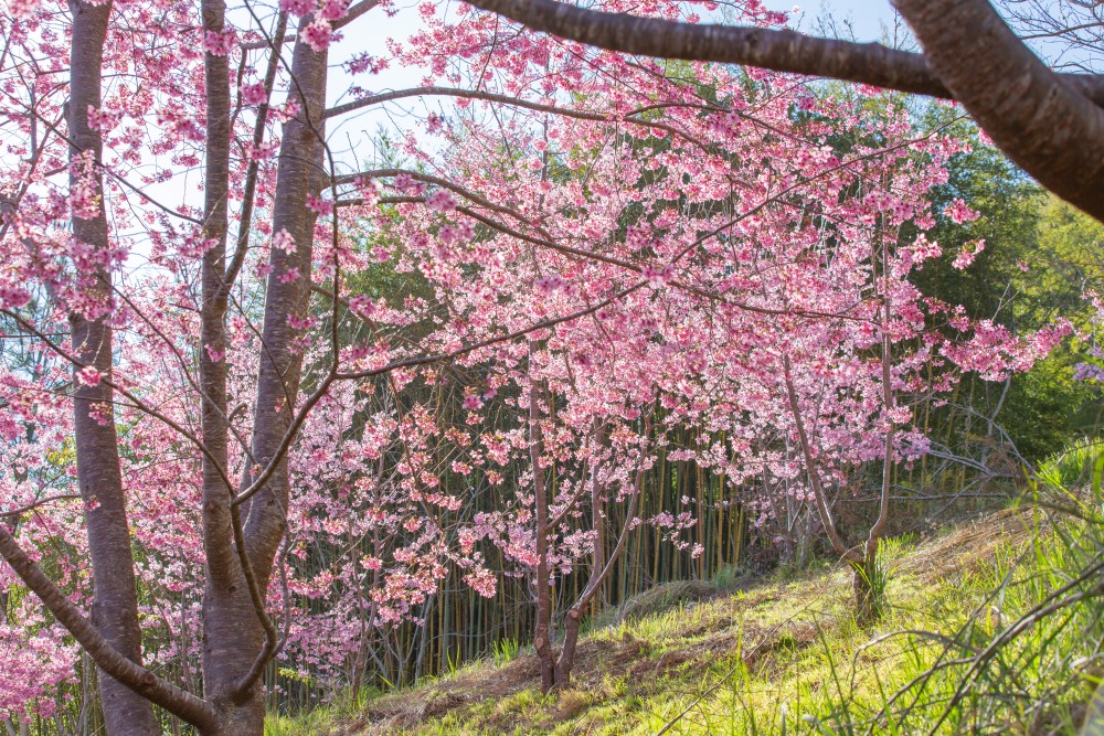 新竹/尖石・司馬庫斯櫻花季｜走進上帝的部落，訂房、車輛通行證怎麼申請？一日遊與二天一夜實際比較