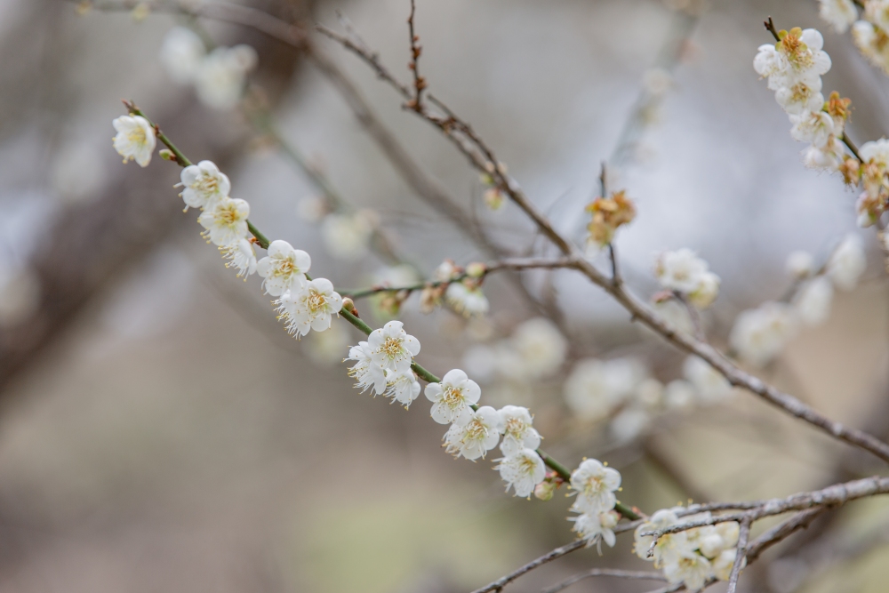 南投/國姓。九份二山「九尖茶廠梅園」｜滿山梅花鋪展、走進冬末春初的白色山景，提供餐點與咖啡小歇