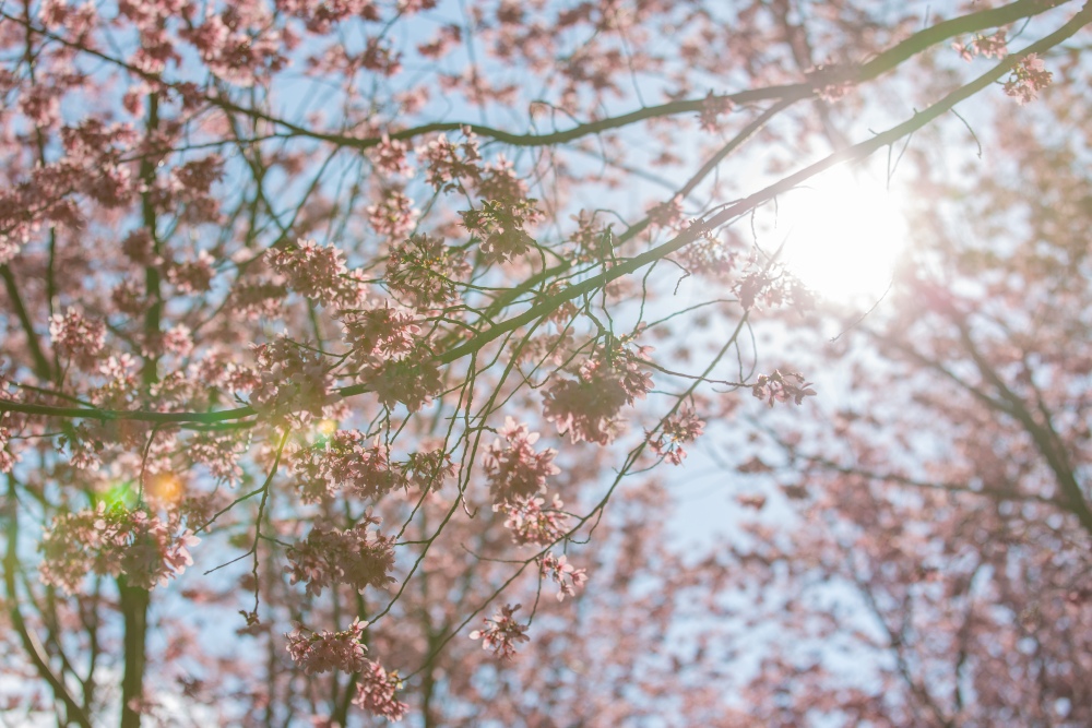 新竹/尖石・司馬庫斯櫻花季｜走進上帝的部落，訂房、車輛通行證怎麼申請？一日遊與二天一夜實際比較