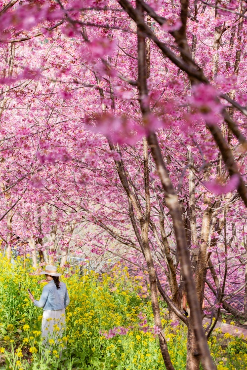 新竹/尖石．泰崗部落櫻花秘境「財伯觀光果園」 | 粉紅昭和櫻與金黃油菜花交織的絕美花海、收藏全台最浪漫的「雙色漸層」
