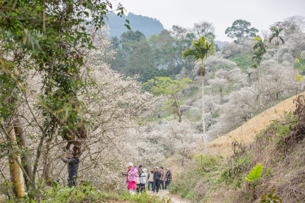 南投/國姓。九份二山「九尖茶廠梅園」｜滿山梅花鋪展、走進冬末春初的白色山景，提供餐點與咖啡小歇
