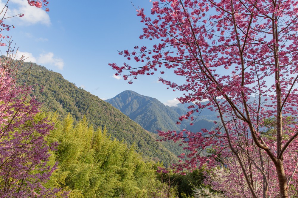 新竹/尖石・司馬庫斯櫻花季｜走進上帝的部落，訂房、車輛通行證怎麼申請？一日遊與二天一夜實際比較