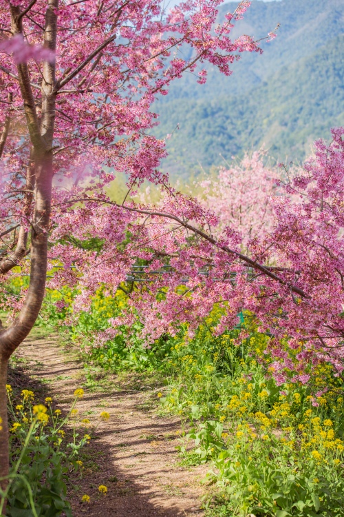 新竹/尖石．泰崗部落櫻花秘境「財伯觀光果園」 | 粉紅昭和櫻與金黃油菜花交織的絕美花海、收藏全台最浪漫的「雙色漸層」