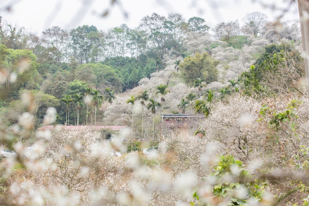 南投/國姓。九份二山「九尖茶廠梅園」｜滿山梅花鋪展、走進冬末春初的白色山景，提供餐點與咖啡小歇