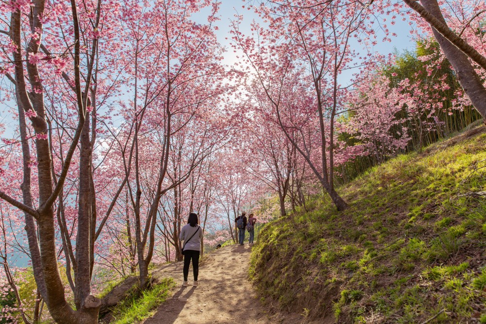 新竹/尖石・司馬庫斯櫻花季｜走進上帝的部落，訂房、車輛通行證怎麼申請？一日遊與二天一夜實際比較