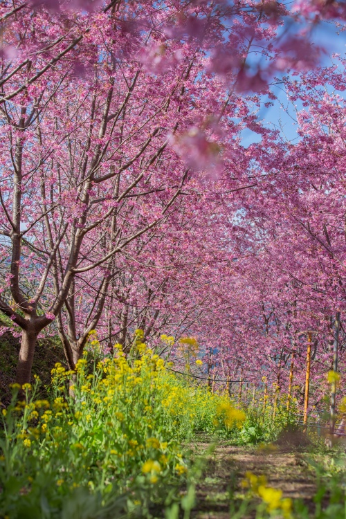 新竹/尖石．泰崗部落櫻花秘境「財伯觀光果園」 | 粉紅昭和櫻與金黃油菜花交織的絕美花海、收藏全台最浪漫的「雙色漸層」