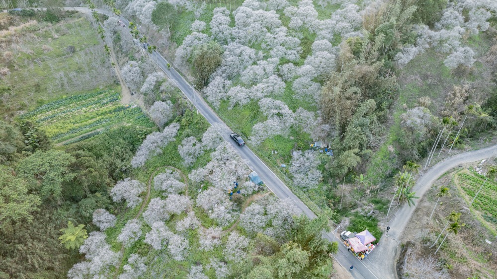 南投/國姓。九份二山「九尖茶廠梅園」｜滿山梅花鋪展、走進冬末春初的白色山景，提供餐點與咖啡小歇