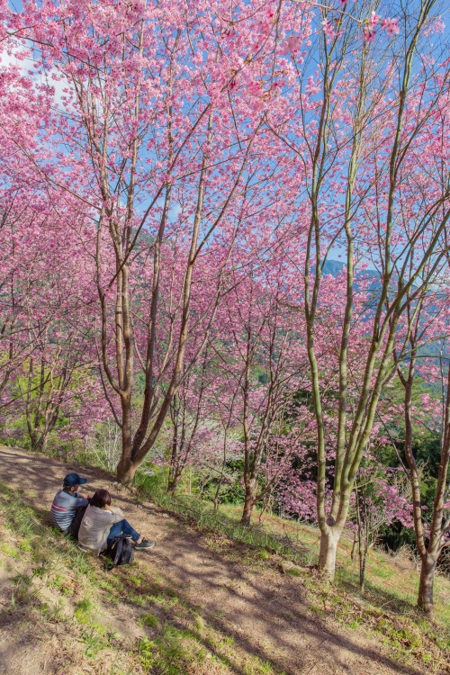 新竹/尖石・司馬庫斯櫻花季｜走進上帝的部落，訂房、車輛通行證怎麼申請？一日遊與二天一夜實際比較