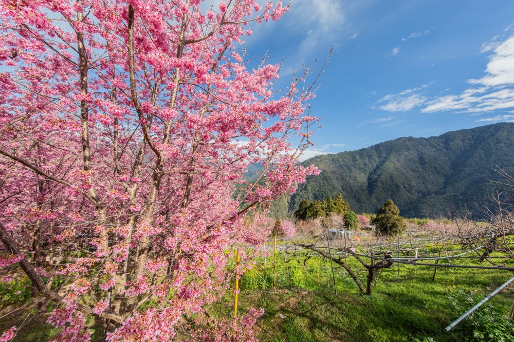 新竹/尖石．泰崗部落櫻花秘境「財伯觀光果園」 | 粉紅昭和櫻與金黃油菜花交織的絕美花海、收藏全台最浪漫的「雙色漸層」