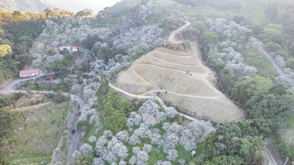 南投/國姓。九份二山「九尖茶廠梅園」｜滿山梅花鋪展、走進冬末春初的白色山景，提供餐點與咖啡小歇