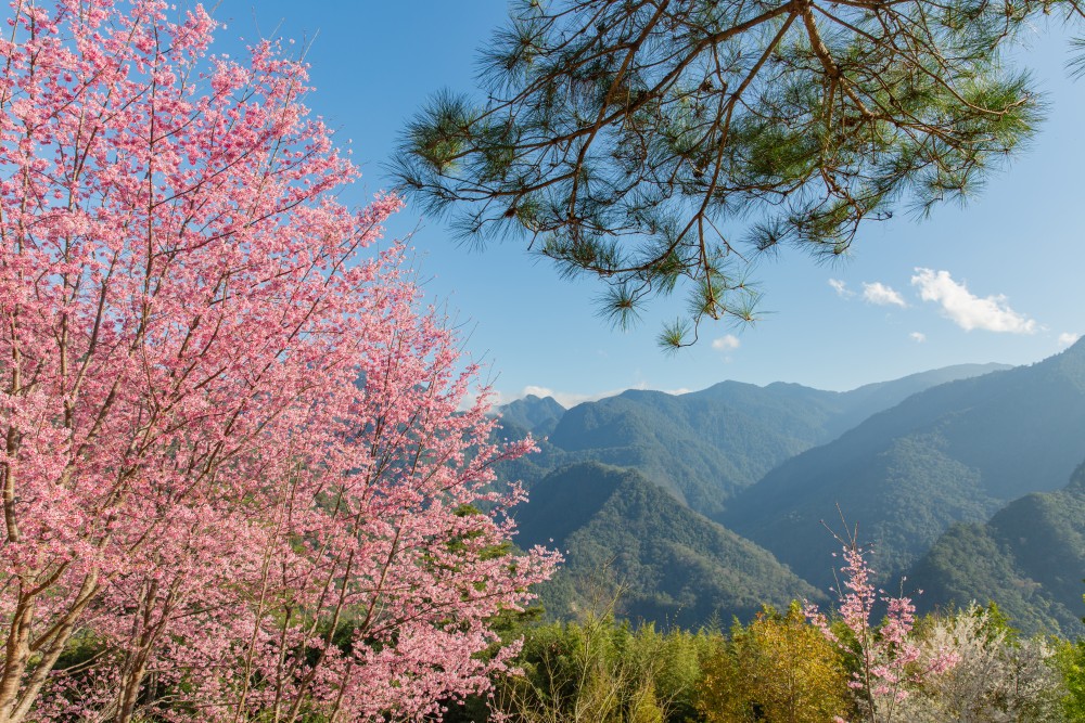 新竹/尖石・司馬庫斯櫻花季｜走進上帝的部落，訂房、車輛通行證怎麼申請？一日遊與二天一夜實際比較