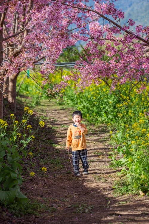 新竹/尖石．泰崗部落櫻花秘境「財伯觀光果園」 | 粉紅昭和櫻與金黃油菜花交織的絕美花海、收藏全台最浪漫的「雙色漸層」