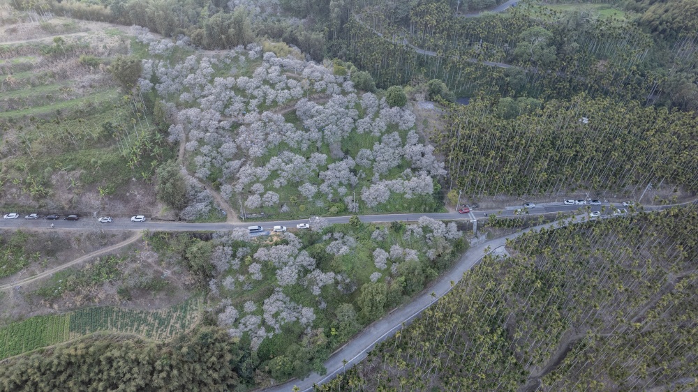 南投/國姓。九份二山「九尖茶廠梅園」｜滿山梅花鋪展、走進冬末春初的白色山景，提供餐點與咖啡小歇