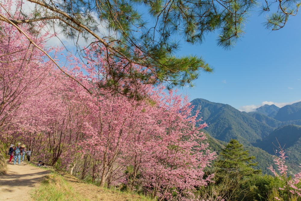 新竹/尖石・司馬庫斯櫻花季｜走進上帝的部落，訂房、車輛通行證怎麼申請？一日遊與二天一夜實際比較