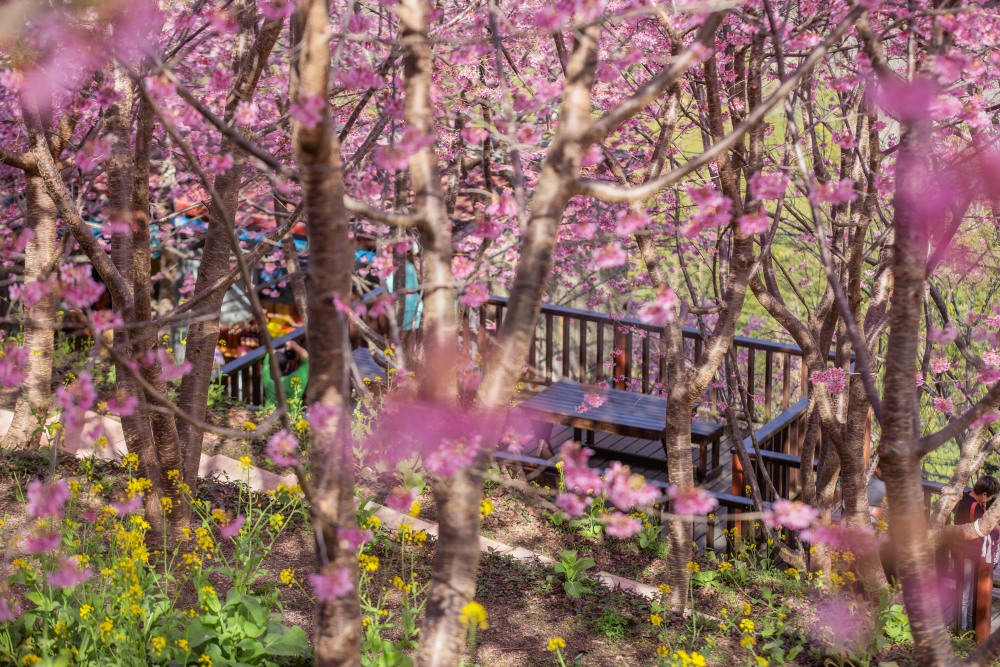 新竹/尖石．泰崗部落櫻花秘境「財伯觀光果園」 | 粉紅昭和櫻與金黃油菜花交織的絕美花海、收藏全台最浪漫的「雙色漸層」