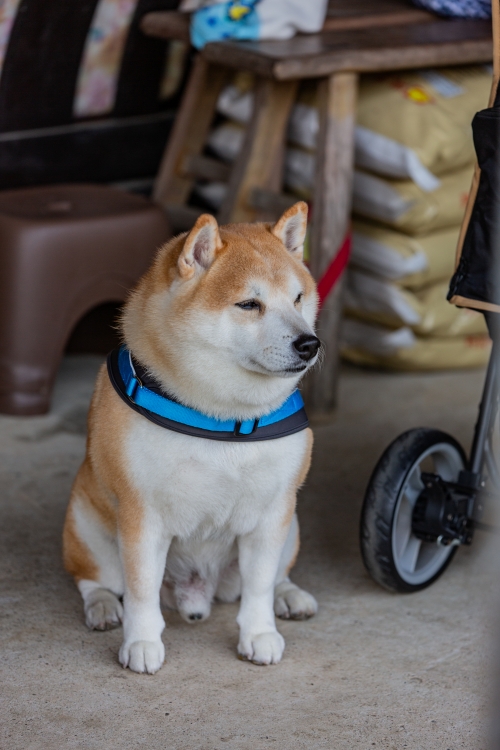 南投/信義・九份二山「七號梅莊」 | 油菜花海 × 梅樹，雙層花海與山路風景，提供自助式熱酸梅汁的山裡人情味