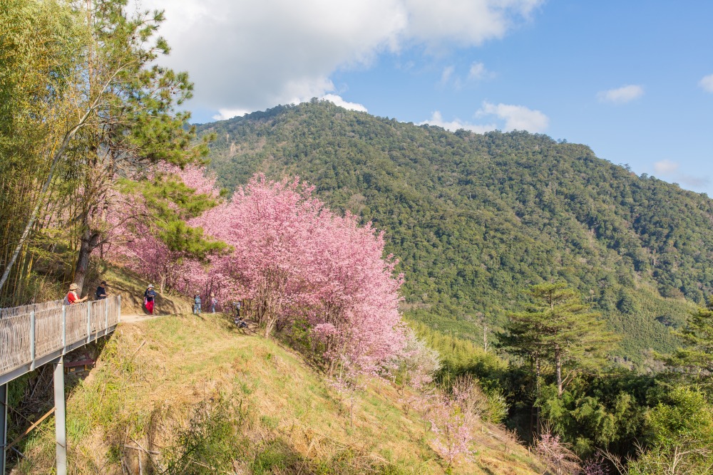 新竹/尖石・司馬庫斯櫻花季｜走進上帝的部落，訂房、車輛通行證怎麼申請？一日遊與二天一夜實際比較