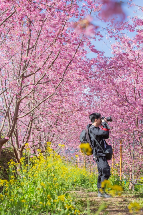 新竹/尖石．泰崗部落櫻花秘境「財伯觀光果園」 | 粉紅昭和櫻與金黃油菜花交織的絕美花海、收藏全台最浪漫的「雙色漸層」