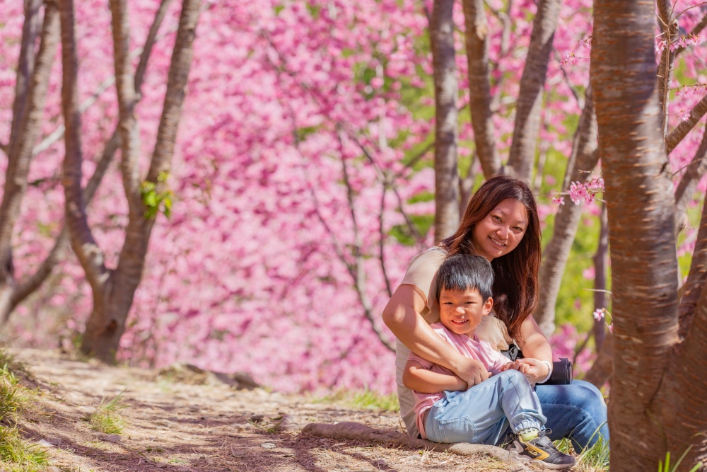 新竹/尖石・司馬庫斯櫻花季｜走進上帝的部落，訂房、車輛通行證怎麼申請？一日遊與二天一夜實際比較