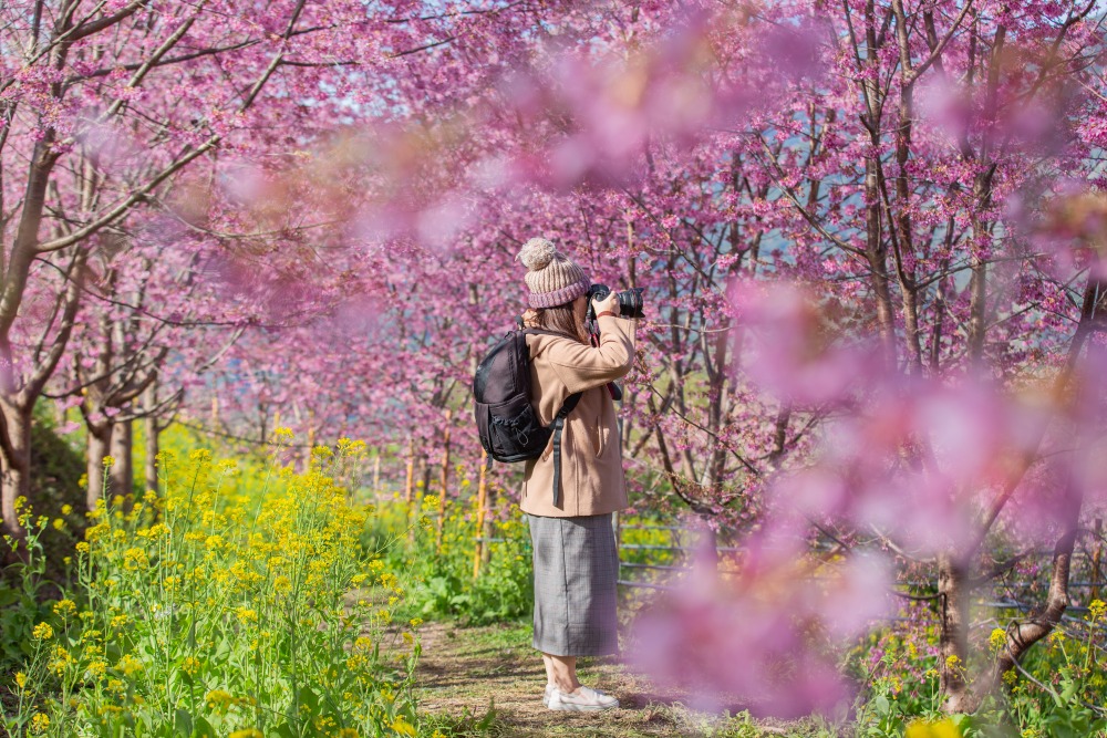 新竹/尖石．泰崗部落櫻花秘境「財伯觀光果園」 | 粉紅昭和櫻與金黃油菜花交織的絕美花海、收藏全台最浪漫的「雙色漸層」