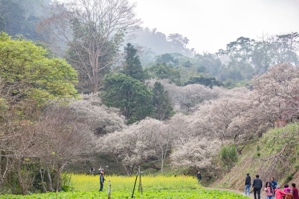 南投/信義・九份二山「七號梅莊」 | 油菜花海 × 梅樹，雙層花海與山路風景，提供自助式熱酸梅汁的山裡人情味