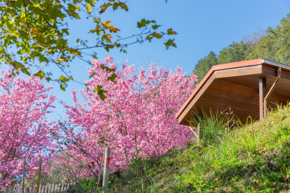 新竹/尖石・司馬庫斯櫻花季｜走進上帝的部落，訂房、車輛通行證怎麼申請？一日遊與二天一夜實際比較