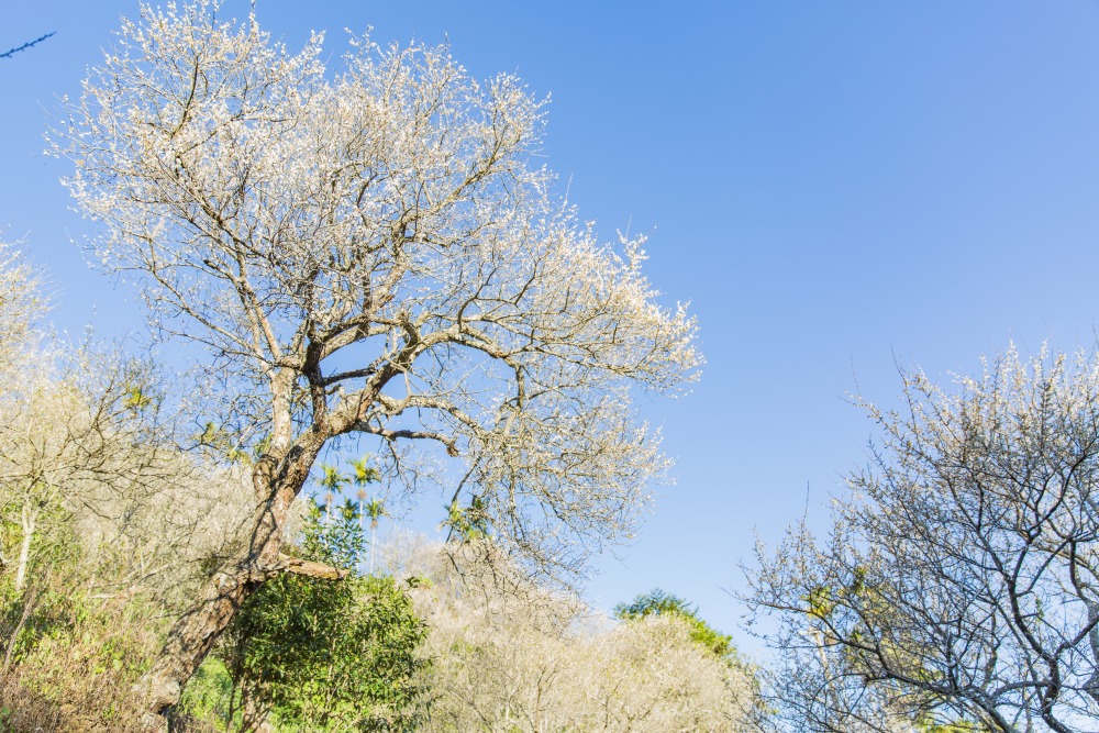 南投/國姓。九份二山「九尖茶廠梅園」｜滿山梅花鋪展、走進冬末春初的白色山景，提供餐點與咖啡小歇
