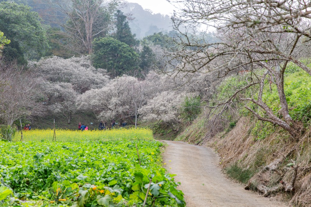 南投/信義・九份二山「七號梅莊」 | 油菜花海 × 梅樹，雙層花海與山路風景，提供自助式熱酸梅汁的山裡人情味