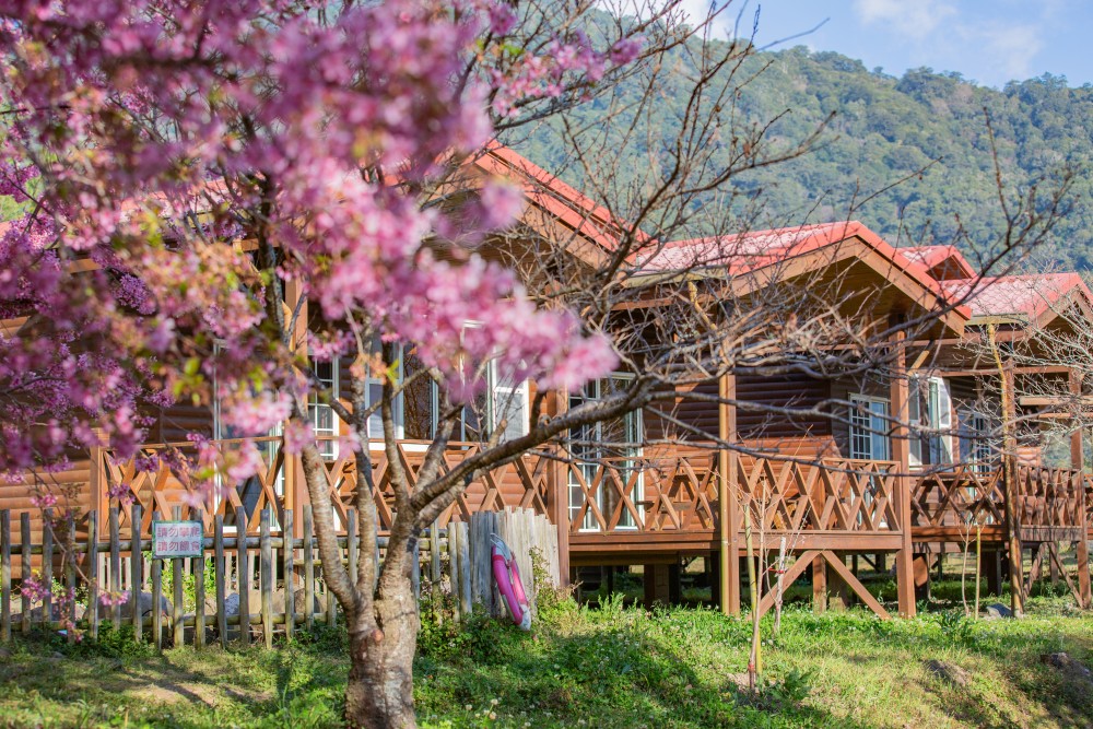 新竹/尖石・司馬庫斯櫻花季｜走進上帝的部落，訂房、車輛通行證怎麼申請？一日遊與二天一夜實際比較