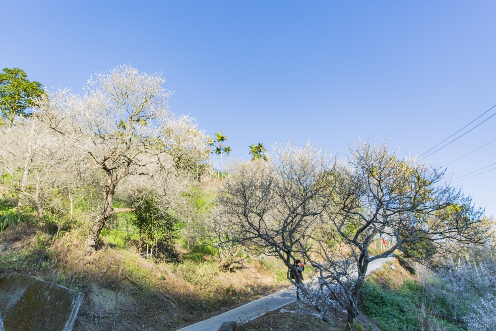 南投/國姓。九份二山「九尖茶廠梅園」｜滿山梅花鋪展、走進冬末春初的白色山景，提供餐點與咖啡小歇