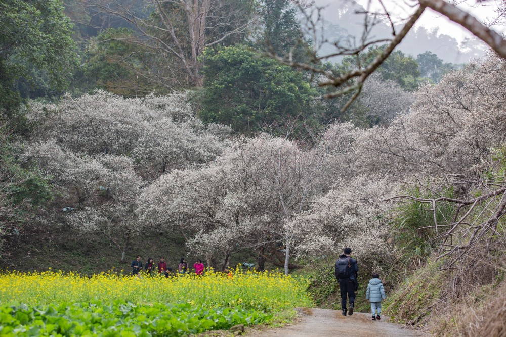 南投/信義・九份二山「七號梅莊」 | 油菜花海 × 梅樹，雙層花海與山路風景，提供自助式熱酸梅汁的山裡人情味