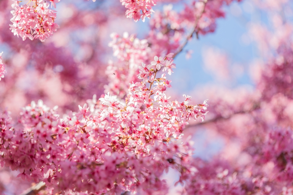 新竹/尖石．泰崗部落櫻花秘境「財伯觀光果園」 | 粉紅昭和櫻與金黃油菜花交織的絕美花海、收藏全台最浪漫的「雙色漸層」