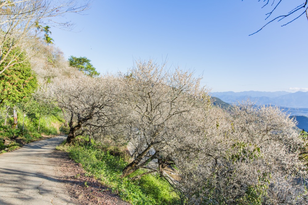 南投/國姓。九份二山「九尖茶廠梅園」｜滿山梅花鋪展、走進冬末春初的白色山景，提供餐點與咖啡小歇
