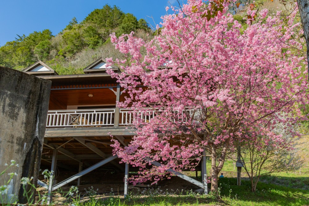 新竹/尖石・司馬庫斯櫻花季｜走進上帝的部落，訂房、車輛通行證怎麼申請？一日遊與二天一夜實際比較