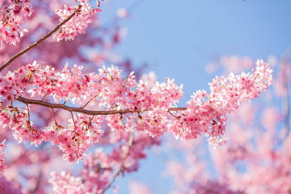 新竹/尖石．泰崗部落櫻花秘境「財伯觀光果園」 | 粉紅昭和櫻與金黃油菜花交織的絕美花海、收藏全台最浪漫的「雙色漸層」
