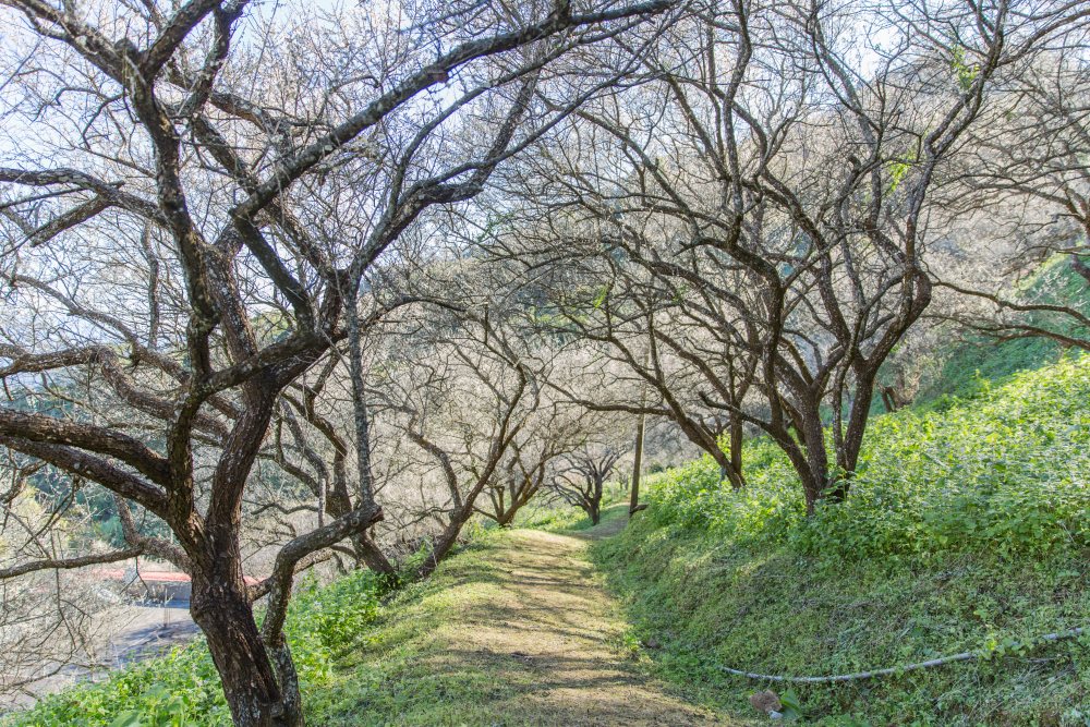南投/國姓。九份二山「九尖茶廠梅園」｜滿山梅花鋪展、走進冬末春初的白色山景，提供餐點與咖啡小歇