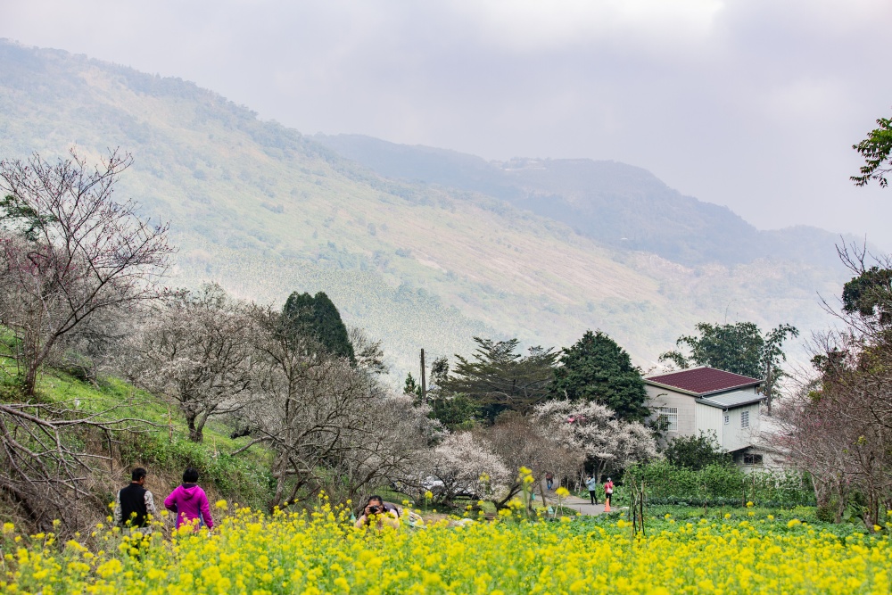 南投/信義・九份二山「七號梅莊」 | 油菜花海 × 梅樹，雙層花海與山路風景，提供自助式熱酸梅汁的山裡人情味
