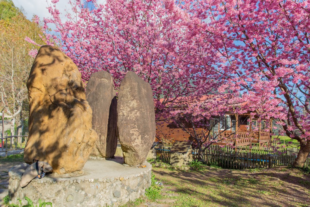 新竹/尖石・司馬庫斯櫻花季｜走進上帝的部落，訂房、車輛通行證怎麼申請？一日遊與二天一夜實際比較