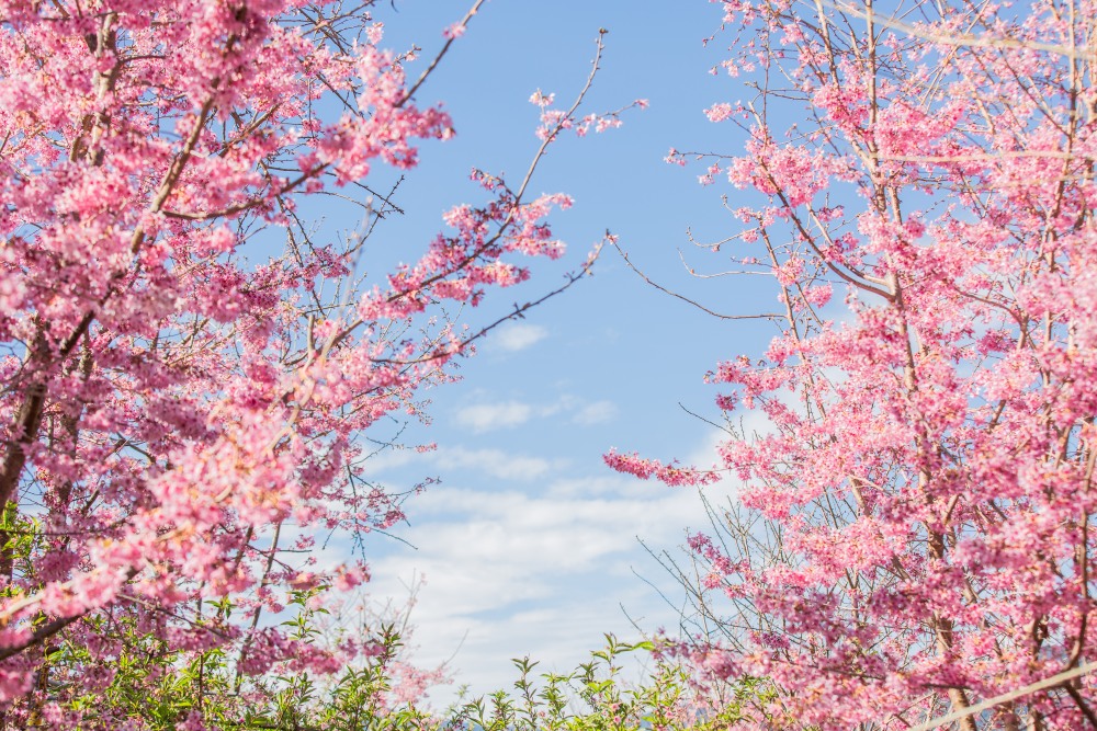 新竹/尖石．泰崗部落櫻花秘境「財伯觀光果園」 | 粉紅昭和櫻與金黃油菜花交織的絕美花海、收藏全台最浪漫的「雙色漸層」