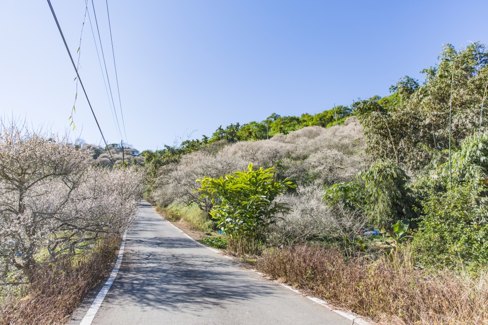 南投/國姓。九份二山「九尖茶廠梅園」｜滿山梅花鋪展、走進冬末春初的白色山景，提供餐點與咖啡小歇