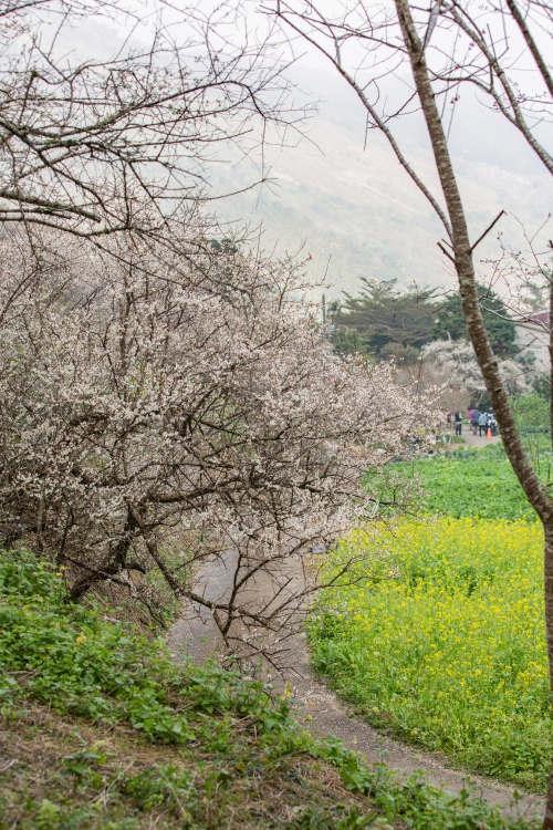 南投/信義・九份二山「七號梅莊」 | 油菜花海 × 梅樹，雙層花海與山路風景，提供自助式熱酸梅汁的山裡人情味