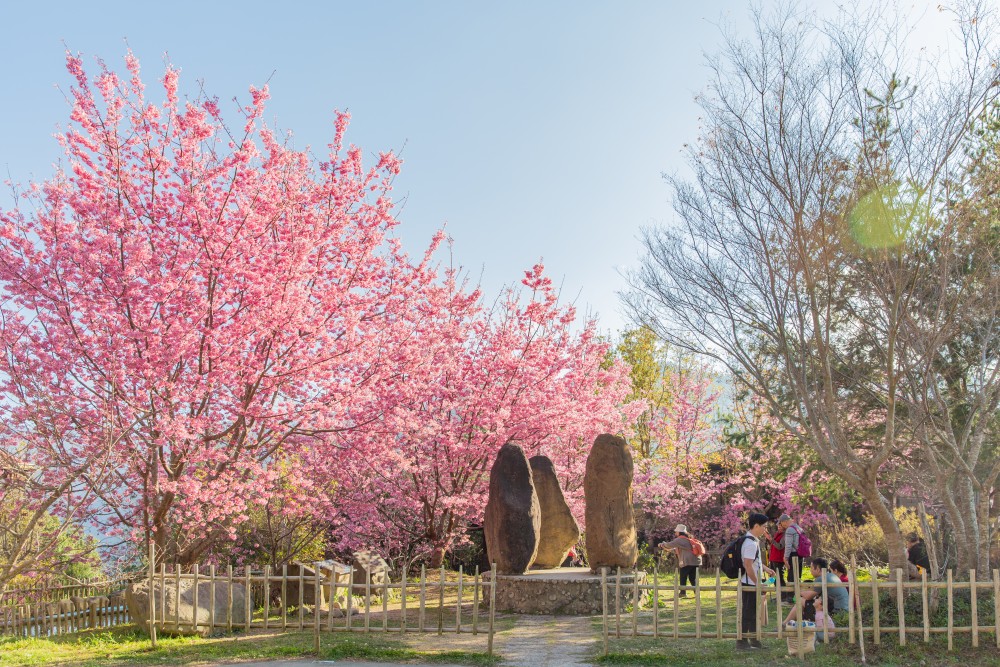 新竹/尖石・司馬庫斯櫻花季｜走進上帝的部落，訂房、車輛通行證怎麼申請？一日遊與二天一夜實際比較