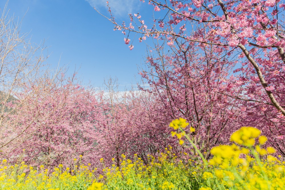 新竹/尖石．泰崗部落櫻花秘境「財伯觀光果園」 | 粉紅昭和櫻與金黃油菜花交織的絕美花海、收藏全台最浪漫的「雙色漸層」