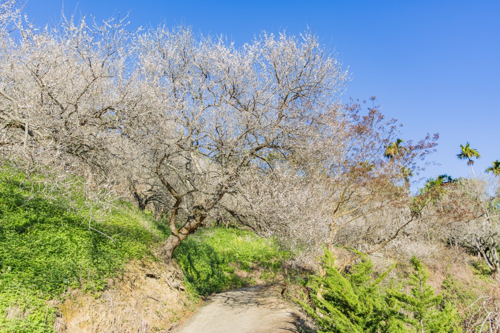 南投/國姓。九份二山「九尖茶廠梅園」｜滿山梅花鋪展、走進冬末春初的白色山景，提供餐點與咖啡小歇