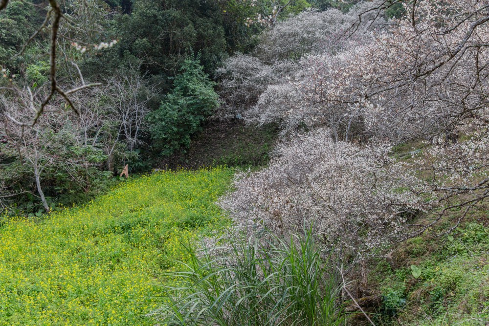 南投/信義・九份二山「七號梅莊」 | 油菜花海 × 梅樹，雙層花海與山路風景，提供自助式熱酸梅汁的山裡人情味