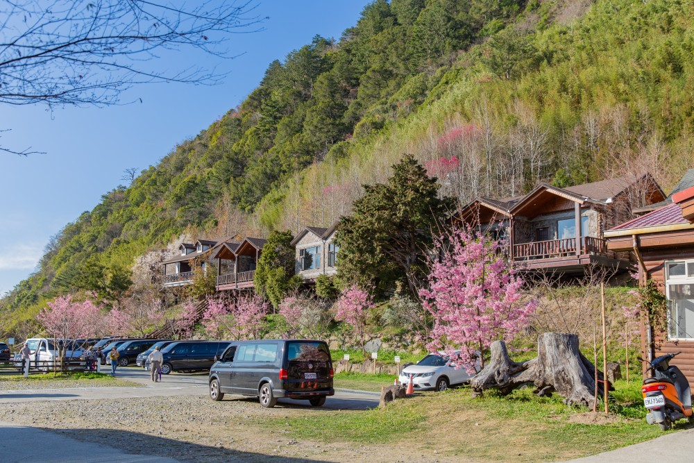 新竹/尖石・司馬庫斯櫻花季｜走進上帝的部落，訂房、車輛通行證怎麼申請？一日遊與二天一夜實際比較
